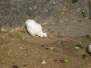  Poussin